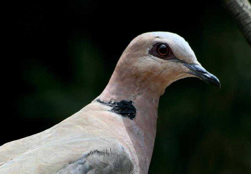 Frieda voels 106.jpg - Grootringnekduif protret...Is ek nie mooi nie?
